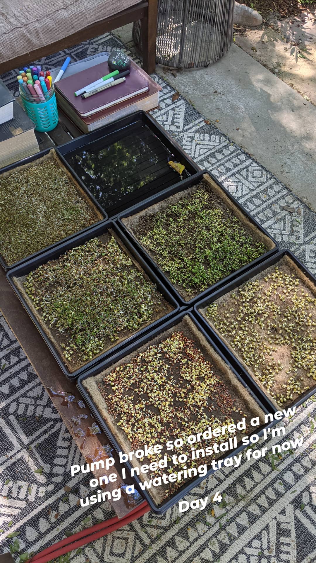 Microgreens_4