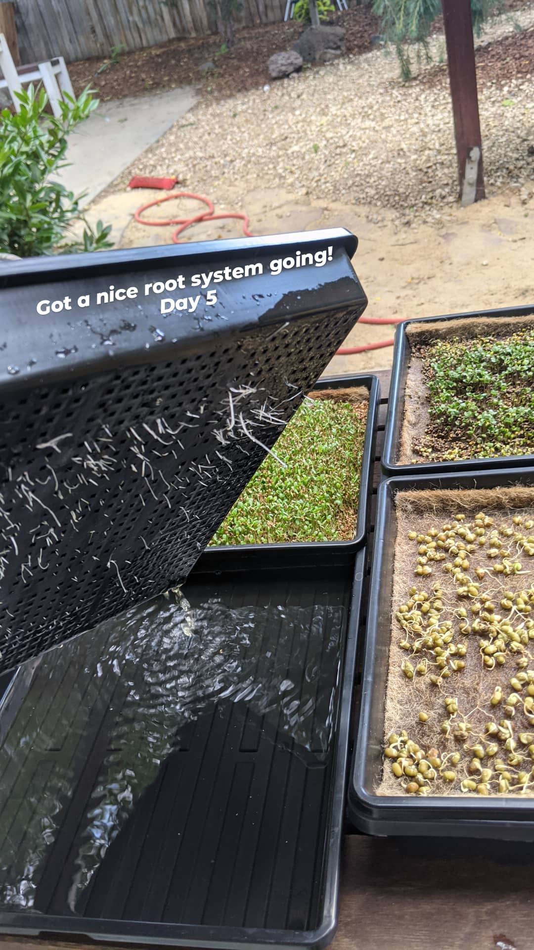 Microgreens_5