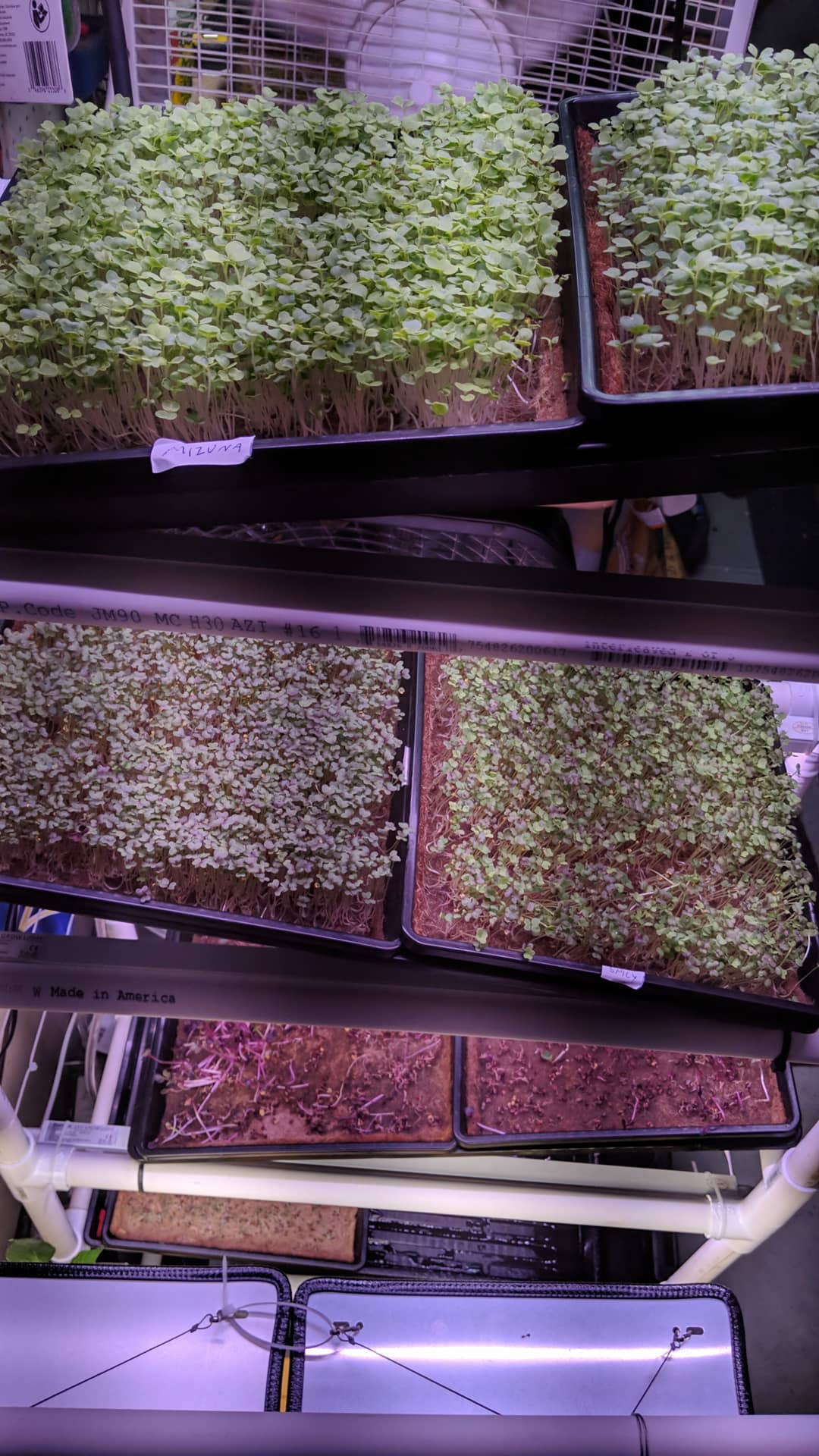 Microgreens_6