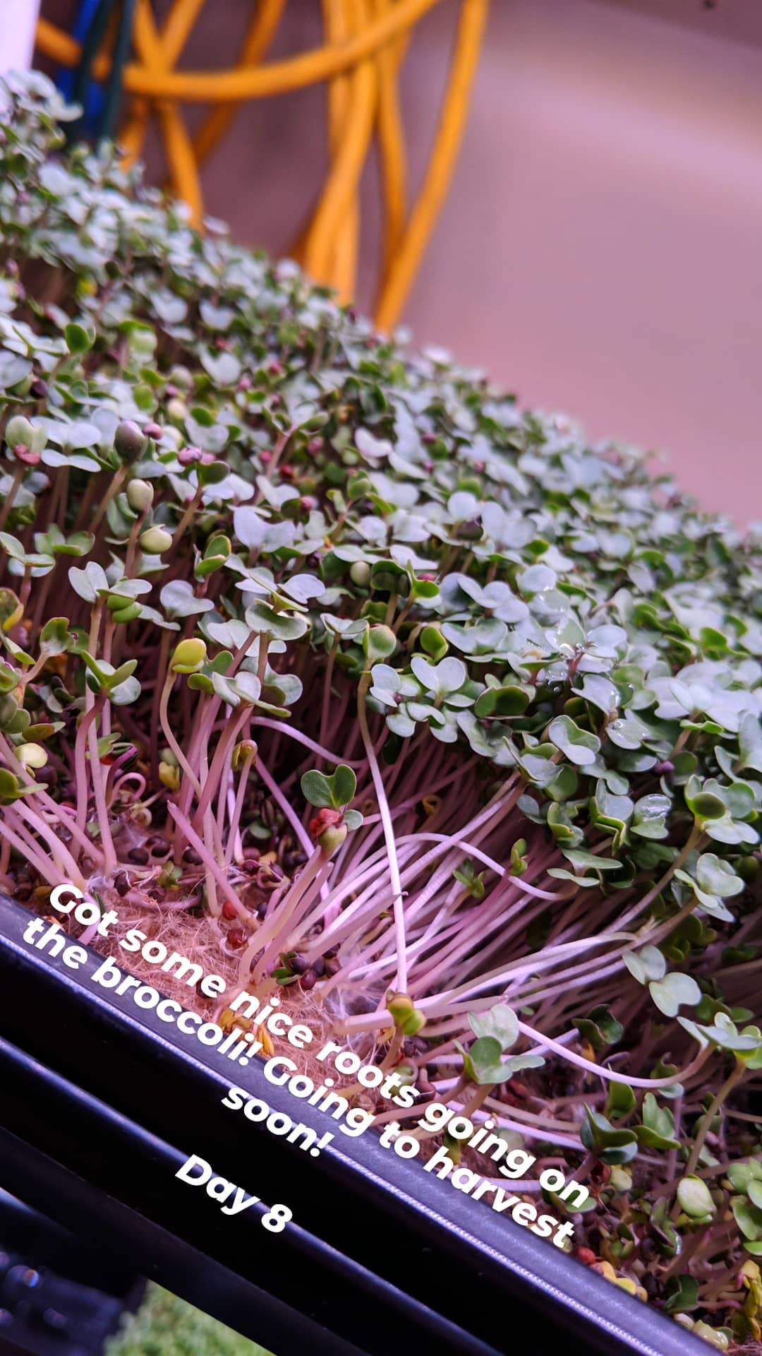 Microgreens_8