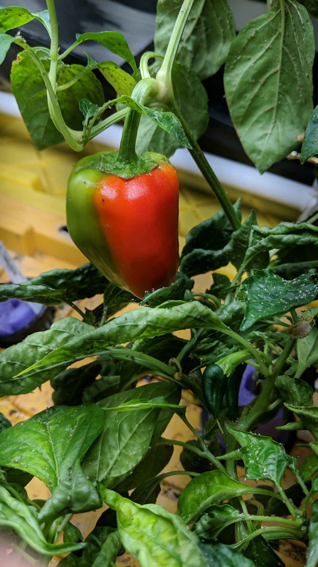 Peppers_4